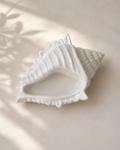 Coastal Shell Tray